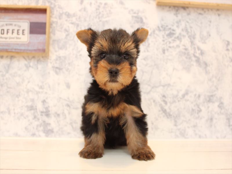 ヨークシャー・テリア - 蓮田店 | ペッツワン